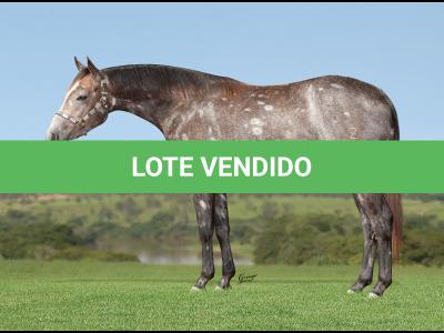 LOTE 002 - KATIE CHIC Z