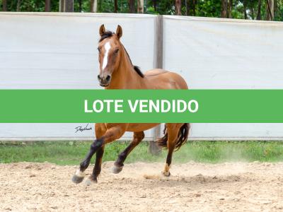 LOTE 007 - HANA DA RORAIMA (2x1)