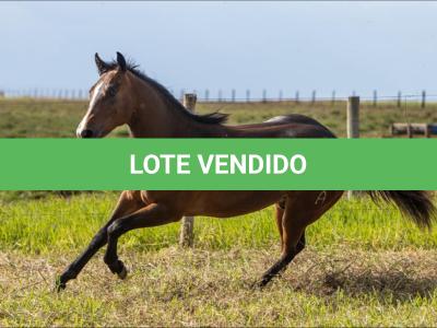 LOTE 005 - SMARV BEE DEE