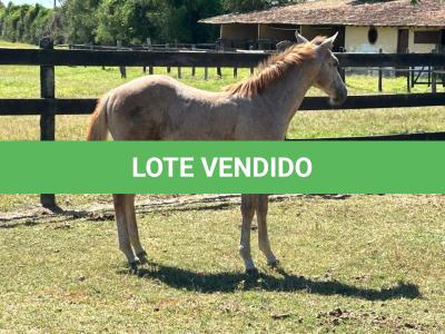 LOTE 015 - NOME A ESCOLHER