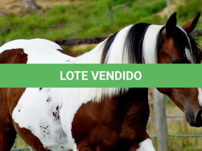 LOTE 003 - SARA CAT TARI MIME