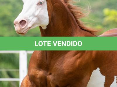 LOTE 006 - POP SUPER GUNNER