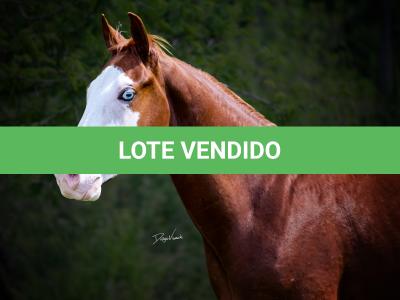 LOTE 003 - GUN MJ BOY Z