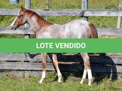 LOTE 009 - WHIZ LITTLE CHOICE
