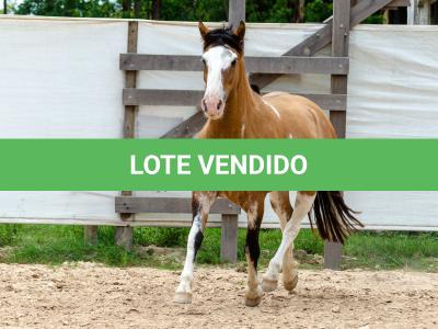 LOTE 008 - DEBOCHADA ESM DA PPMP