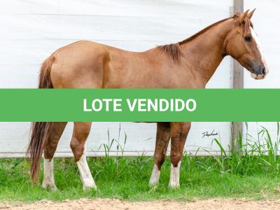 LOTE 016 - CALIBRE ESM DA PPMP