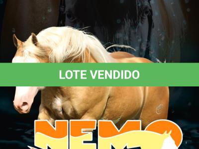 LOTE 005 - NEMO BOY