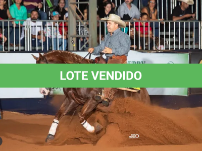 LOTE 009 - SPOOK N CHIC