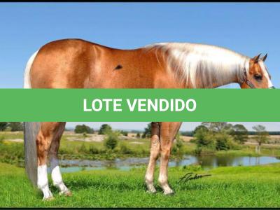 LOTE 010 - BIG SHINER