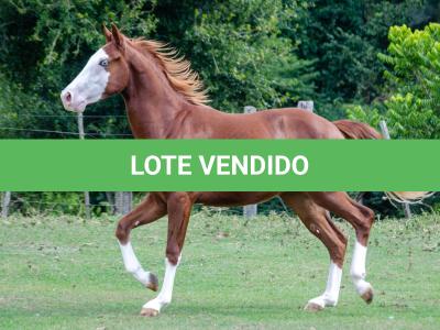 LOTE 003 - GUN MJ BOY Z