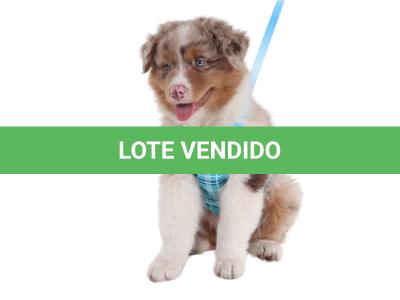 LOTE 099 - RED BOY YBJ