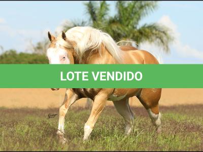 LOTE 005 - NEMO BOY