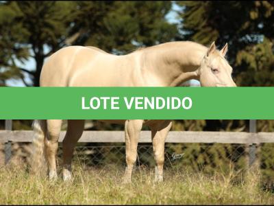 LOTE 007 - WHITE IN EXCESS DAN