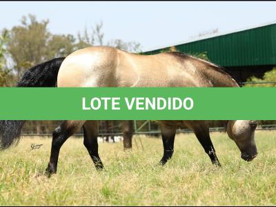 LOTE 012 - JUST IN HOLLYGUN QR