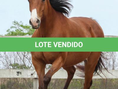 LOTE 008 - WV CASH MAN EAS