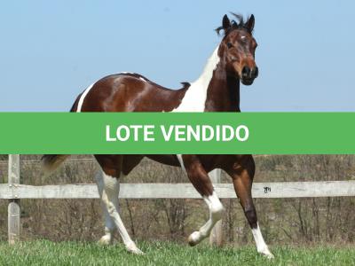 LOTE 005 - ZAN CODY CIELO YBJ
