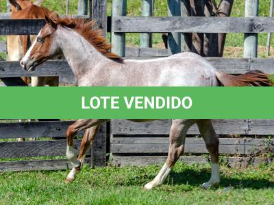 LOTE 009 - WHIZ LITTLE CHOICE