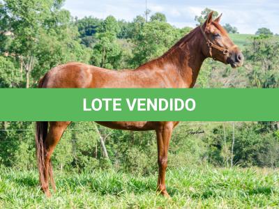 LOTE 018 - KKKK RESGATE DA TRADIÇÃO