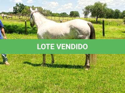 LOTE 001 - PEP GRAY DUAL