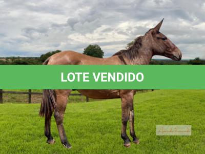 LOTE 004 - HORÁCIO