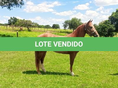 LOTE 003 - CATSLIGHTING DHL