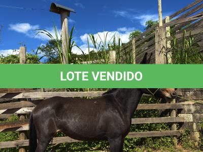 LOTE 008 - CUBANITA DO BANDEIRA