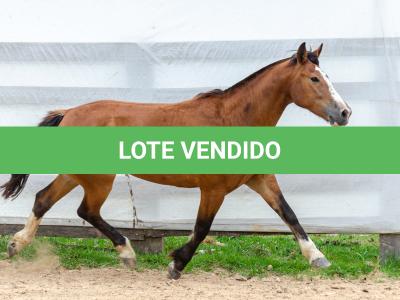 LOTE 014 - BONECA ESM DA PPMP