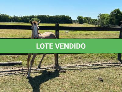 LOTE 015 - NOME A ESCOLHER