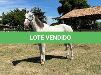 LOTE 009 - HIGH BELLA MG2