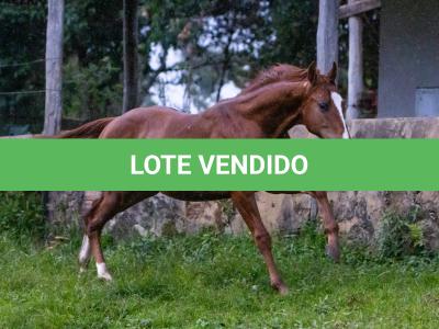 LOTE 016 - LEO JAZZY CAT