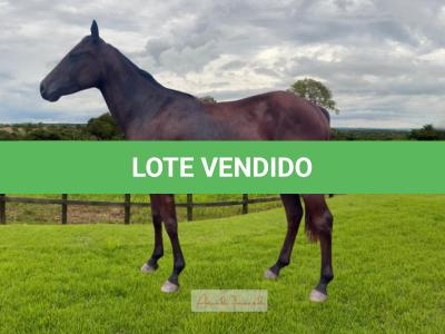 LOTE 008 - AMORA