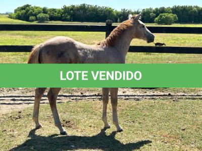 LOTE 015 - NOME A ESCOLHER