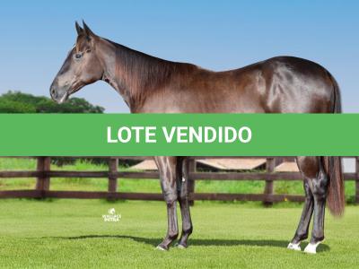 LOTE 013 - MAVERICK HANCOCK