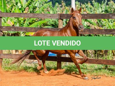 LOTE 018 - KKKK RESGATE DA TRADIÇÃO