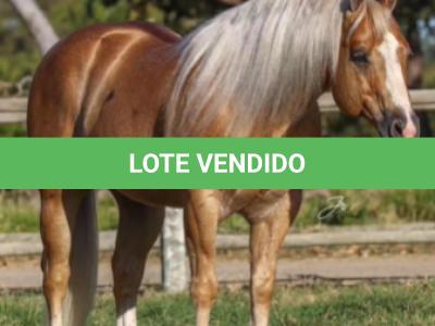 LOTE 001 - EMBRIÃO A EFETIVAR (BIG SHINER x ILP NEGRA FURACÃO)