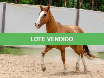 LOTE 016 - CALIBRE ESM DA PPMP