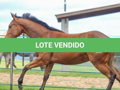 LOTE 029 - TORNADO ONE GUN