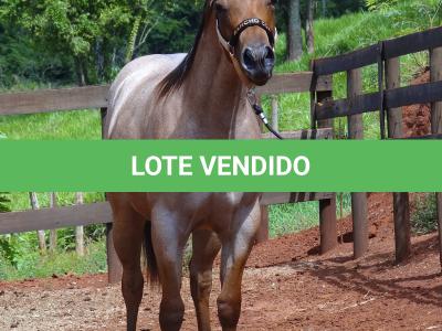 LOTE 018 - PEROLA MISTERCAT CDA