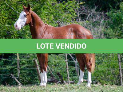 LOTE 003 - GUN MJ BOY Z