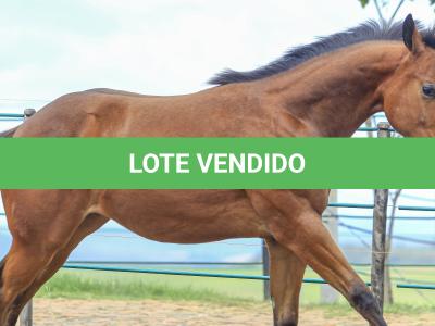 LOTE 029 - TORNADO ONE GUN
