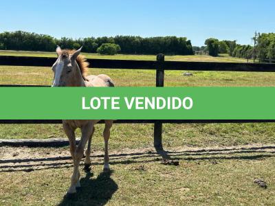 LOTE 015 - NOME A ESCOLHER