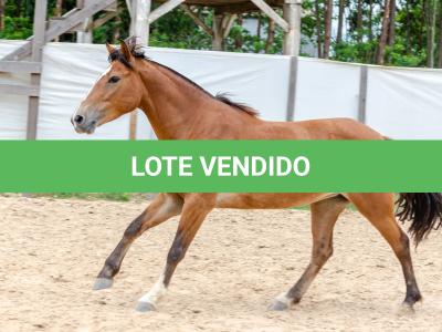 LOTE 012 - AURORA ESM DA PPMP