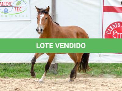 LOTE 012 - AURORA ESM DA PPMP