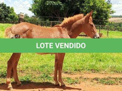 LOTE 005 - CAMPARI