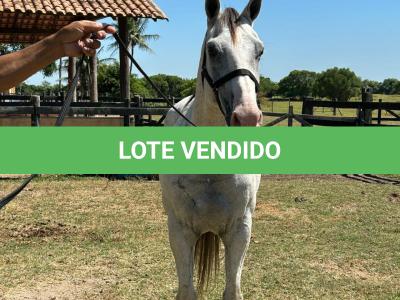 LOTE 009 - HIGH BELLA MG2