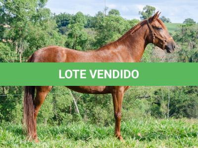 LOTE 018 - KKKK RESGATE DA TRADIÇÃO