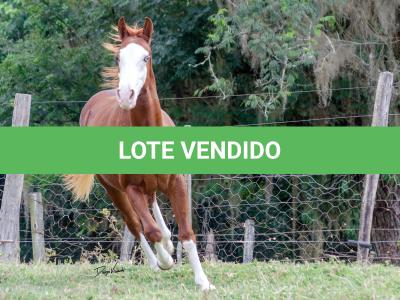 LOTE 003 - GUN MJ BOY Z