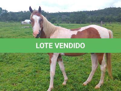 LOTE 016 - BANDIT