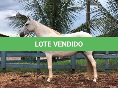 LOTE 019 - XUQUITA DO MARILIZA