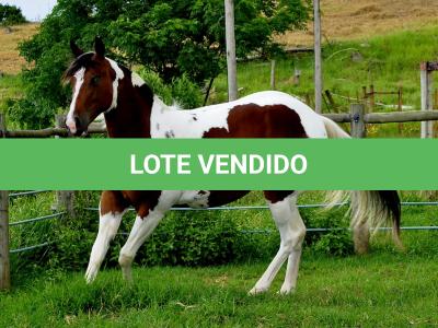 LOTE 003 - SARA CAT TARI MIME